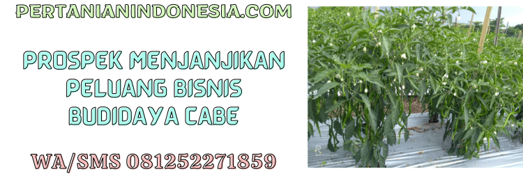 prospek,menjanjikan,peluang,bisnis,budidaya,pertanian indonesia